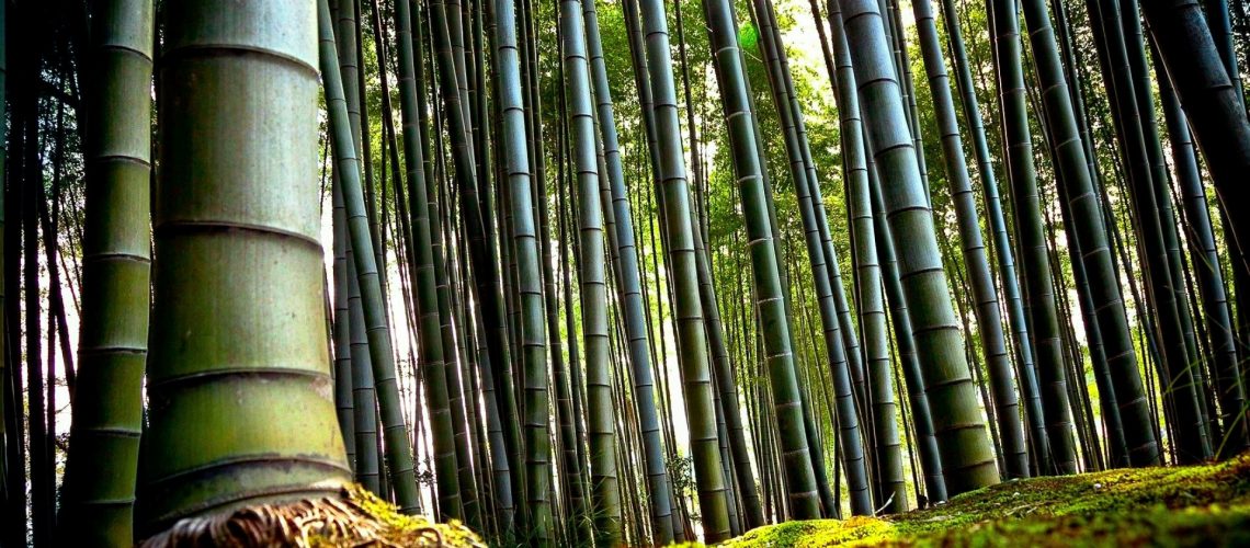 nature_bamboo_plants_